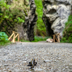 Fire salamander on the road