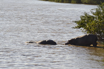 Fototapeta premium IPPOPOTAMI, LAGUNA DI SANTA LUCIA, SUDAFRICA