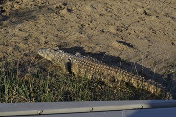 COCCODRILLO, SUDAFRICA