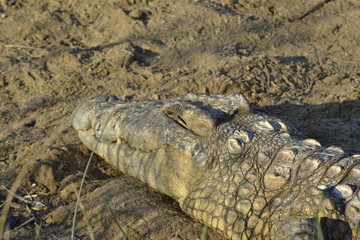 COCCODRILLO, SUDAFRICA