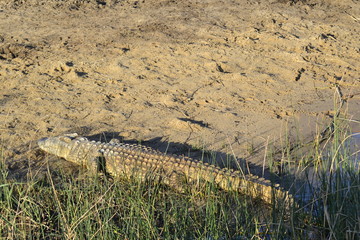 COCCODRILLO, SUDAFRICA