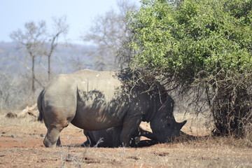 RINOCERONTI, KRUGER NATIONAL PARK, SUDAFRICA