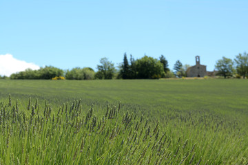 Close up of early blooming lavenders. Lines forming some rollers. A blue sky, blurred trees and chapel in the background. Provence in France.