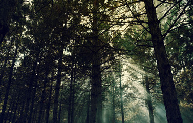 beautiful forest with sunlight and fog