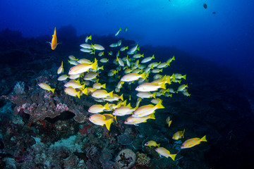 Fototapeta na wymiar School of Bluestripe Snapper (Lutjanus kasmira) on a Tropical Coral Reef