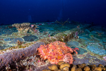 Fototapeta na wymiar Scorpionfish on an Underwater Shipwreck