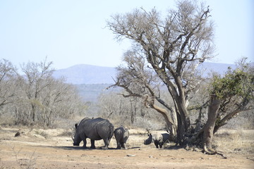 RINOCERONTI, KRUGER NATIONAL PARK, SUDAFRICA