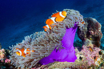 Clownfish in their host anemone on a tropical coral reef