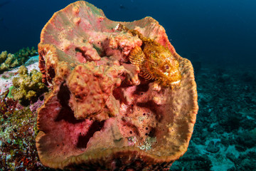 Bearded Scorpionfish hiding in a sponge on a tropical coral reef