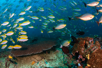 Fototapeta na wymiar Fusiliers and Tropical Fish on a Coral Reef