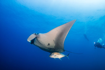 Manta Ray with Diver