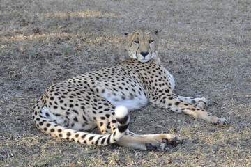 GHEPARDO, KRUGER NATIONAL PARK, SUDAFRICA