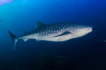 Large Whaleshark in a blue water tropical ocean