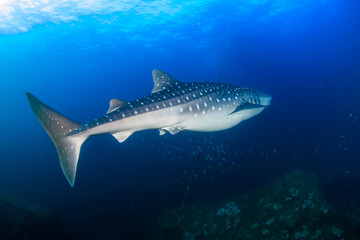 Large Whaleshark in a blue water tropical ocean