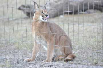 CARACAL SUDAFRICA