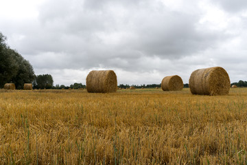 Fototapeta premium golden hay and straw bales on a large farm field under an overcast sky