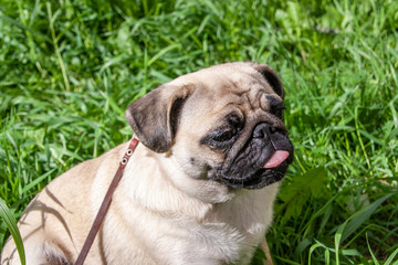 Obraz premium Funny Portrait healthy purebred cute pug outdoors in nature on a sunny day. Pug walks on a leash through the green grass. Shows language