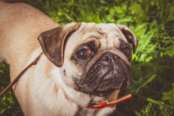 Portrait healthy purebred cute pug outdoors in nature on a sunny day. Pug walks on a leash through the green grass.Vintage