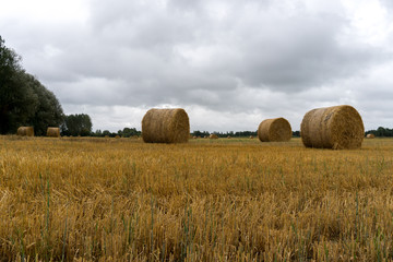 golden hay and straw bales on a large farm field under an overcast sky