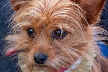 Portrait of a little furry dog. Close-up of Yorkshire Terrier and Toy Terrier crossbreed