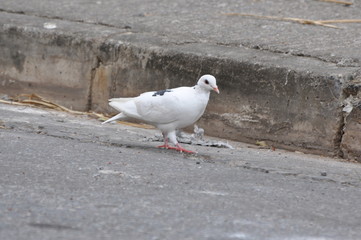 Pigeon
