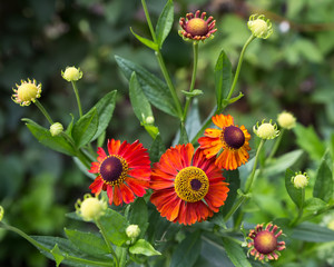 Zinnia elegans. A graceful red-yellow garden summer flower.