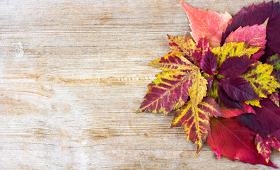 Naklejka na ściany i meble Autumn decoration red, orange, yellow leaves on a wooden background. Fall, back to school concept
