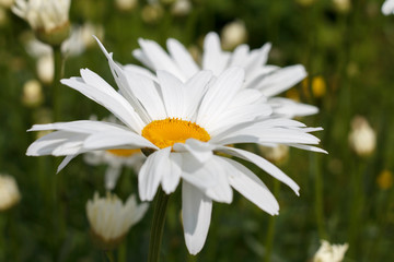 Fototapeta premium field daisies with white petals close up