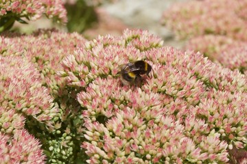 Bee on flower
