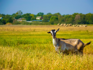 black goat in the grass