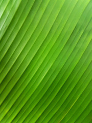 Green leaf of banana tree.