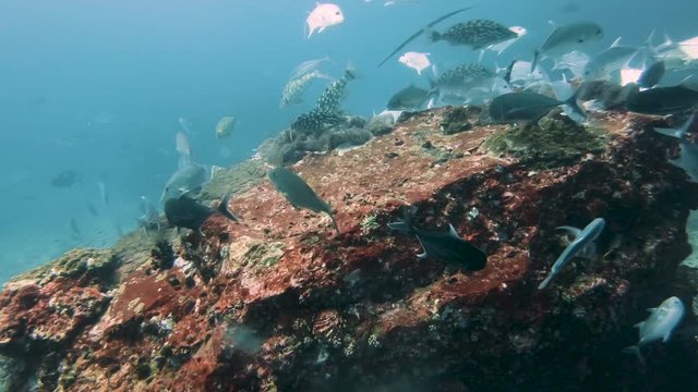 4k footage of Emperor and Trevally hunting on a coral reef underwater