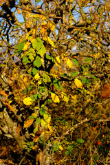 Colorful Autumn leaves in the countryside