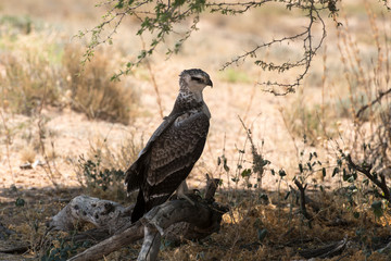 Aigle martial, Polemaetus bellicosus, Martial Eagle