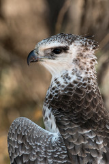 Aigle martial, Polemaetus bellicosus, Martial Eagle