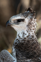 Aigle martial, Polemaetus bellicosus, Martial Eagle