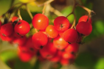 Bright red ripe berries are illuminated by the sun through the leaves