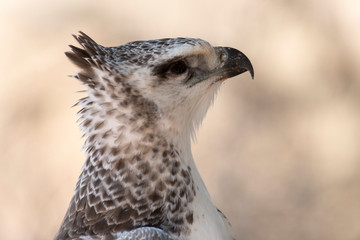 Aigle martial, Polemaetus bellicosus, Martial Eagle
