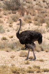 Autruche d'Afrique, femelle,.Struthio camelus, Common Ostrich, Parc national Kalahari, Afrique du Sud