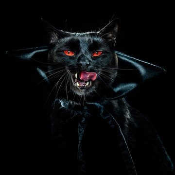 Cat vampire