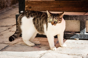 wild cat on the city street