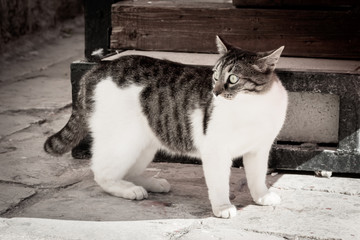 wild cat on the city street