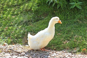 Deutsche Pekingente (Anas anas f. domestica)