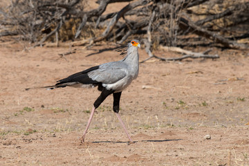 Messager sagittaire, Serpentaire,.Sagittarius serpentarius, Secretarybird, Afrique