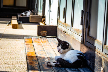 wild cat on the city street