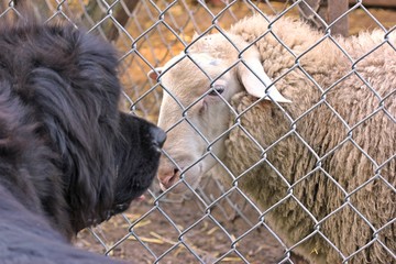 Neufundländer trifft Schaf am Weidezaun