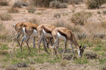 Springbok, Antidorcas marsupialis, Afrique du Sud