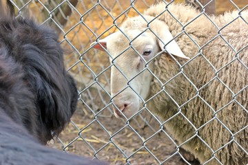 Neufundländer trifft Schaf am Weidezaun