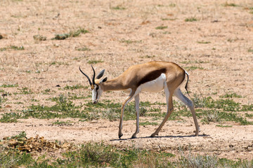 Springbok, Antidorcas marsupialis, Afrique du Sud