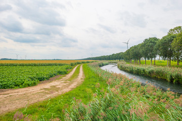 Canal in a field with vegetables below a cloudy sky in summer
